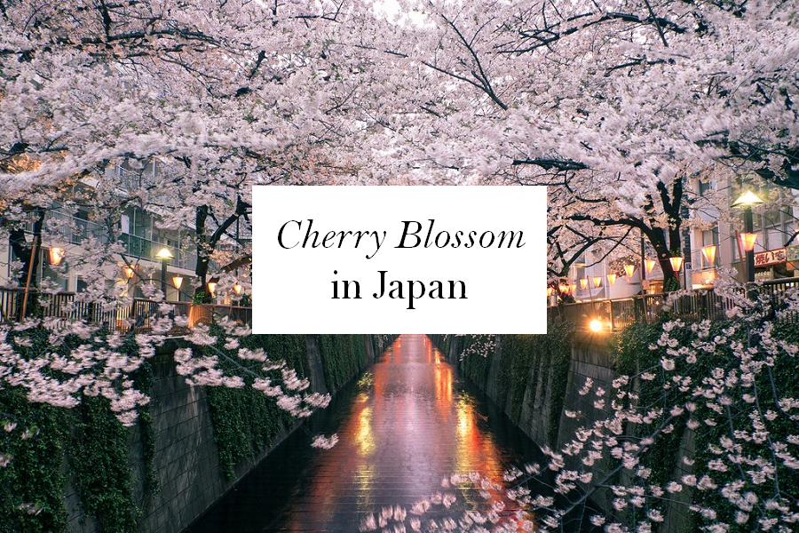Inspirational Nature : Cherry Blossom in Japan